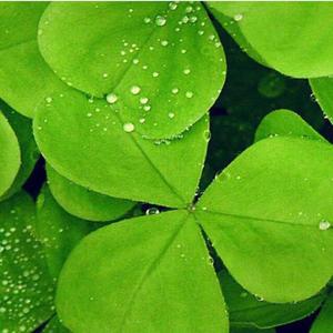 爱生活的小鱼R19 头像