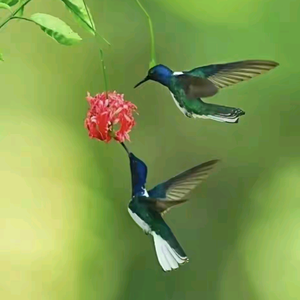 华哥一起看夕阳 头像