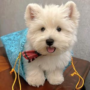 李太极 头像