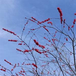 花开时分502