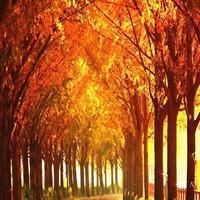 电竞迷夏尔 头像