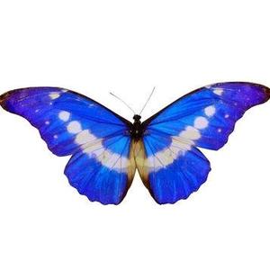 丛林的蝴蝶 头像