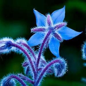 端庄星辰R 头像