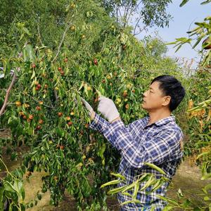 果农讲堂亮哥 头像