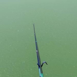 光头鱼司令 头像