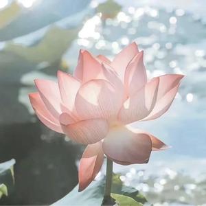 川龙先生 头像