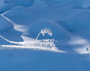 旅途胖骆驼 头像