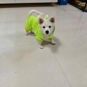 铲屎官灬小麟子 头像