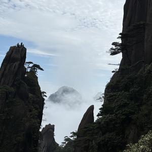 三棵叶子头像