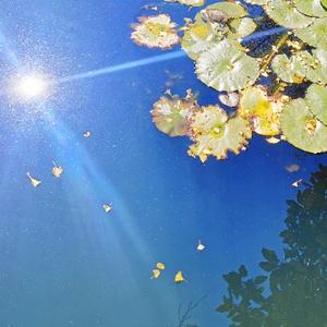 美丽的风中奇缘 头像