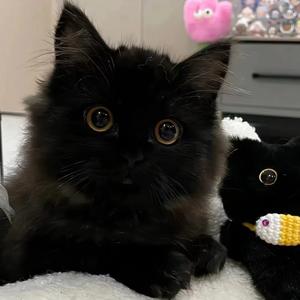 吃娱乐一口饭 头像