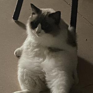 榴莲哈士奇C 头像