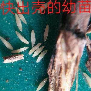 聊城阳谷金蝉养殖 头像