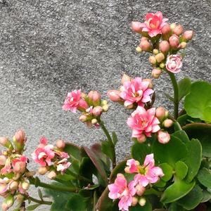 怡然自得37 头像