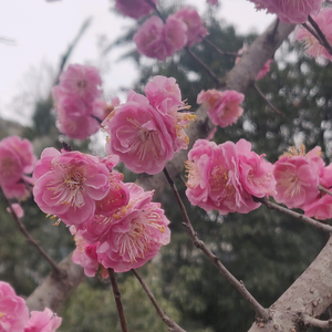 海棠叮当头像