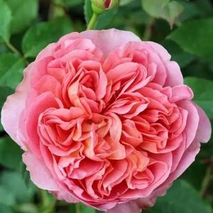 梦想开花啦