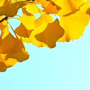 秦承基诺 头像