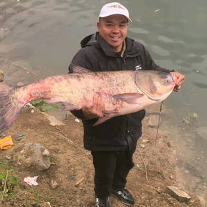 大鱼的噩梦 头像