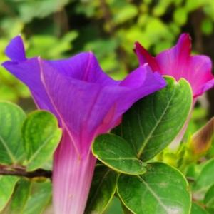 细数落花