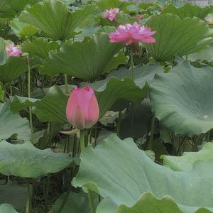 重庆成人学历郭老师 头像