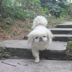 四夕王册王册 头像