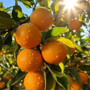 洒脱橙子o 头像