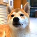龙关的派克诺坦头像
