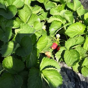 才思敏捷小明爱生活 头像