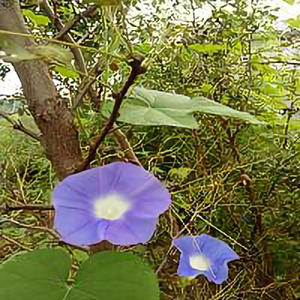 青山别园头像