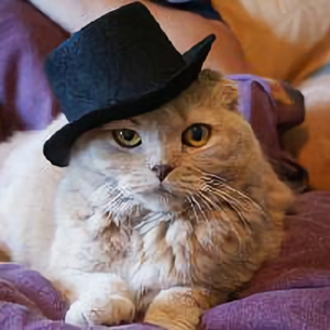 八只爪的猫 头像