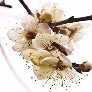 盛夏的星空 头像