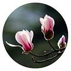 敕勒川青青草