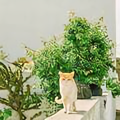 西北阳光明媚 头像