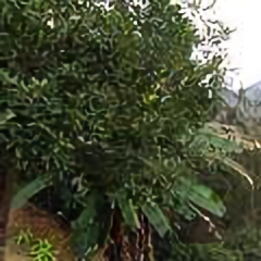 老十芭蕉66
