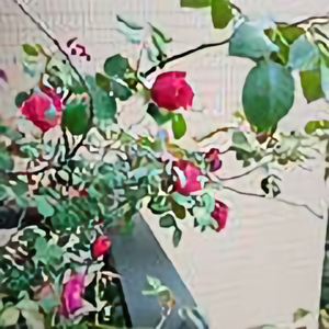 柠檬与风筝 头像