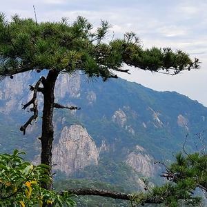 木子进化头像