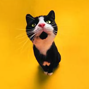 每天笑不停 头像