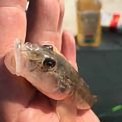 世界和平LV99 头像