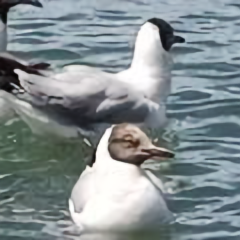 õʱ
