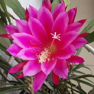 路过蜻蜓76