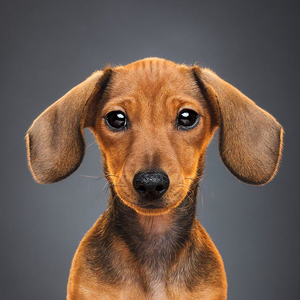 头条问答 熊出没 会更新真人版的吗 14个回答