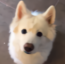 无证学者萨摩 头像