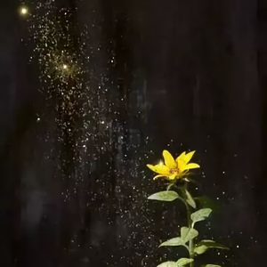 开朗饺子zZ