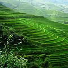 北山菩提树