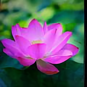 这春天里的鲜花美美达