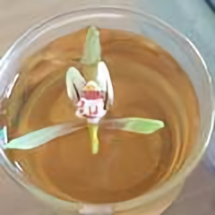 植物病虫害防治