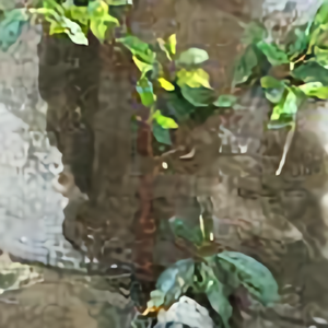OYFF豪柏