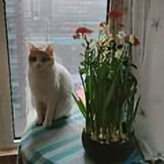 飘飘然72