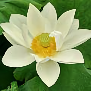 齐桓与晋文 头像