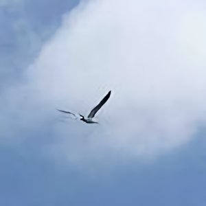 风吹裙起屁屁凉儿 头像